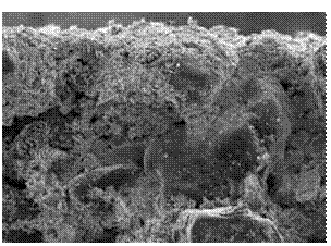 Figure 2. Pretreatment coating infiltrated between silica sand particles